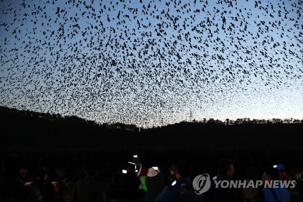 울산 겨울 진객 떼까마귀 군무