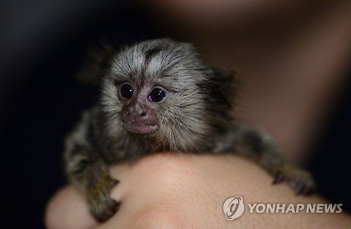 커먼마모셋(비단원숭이)