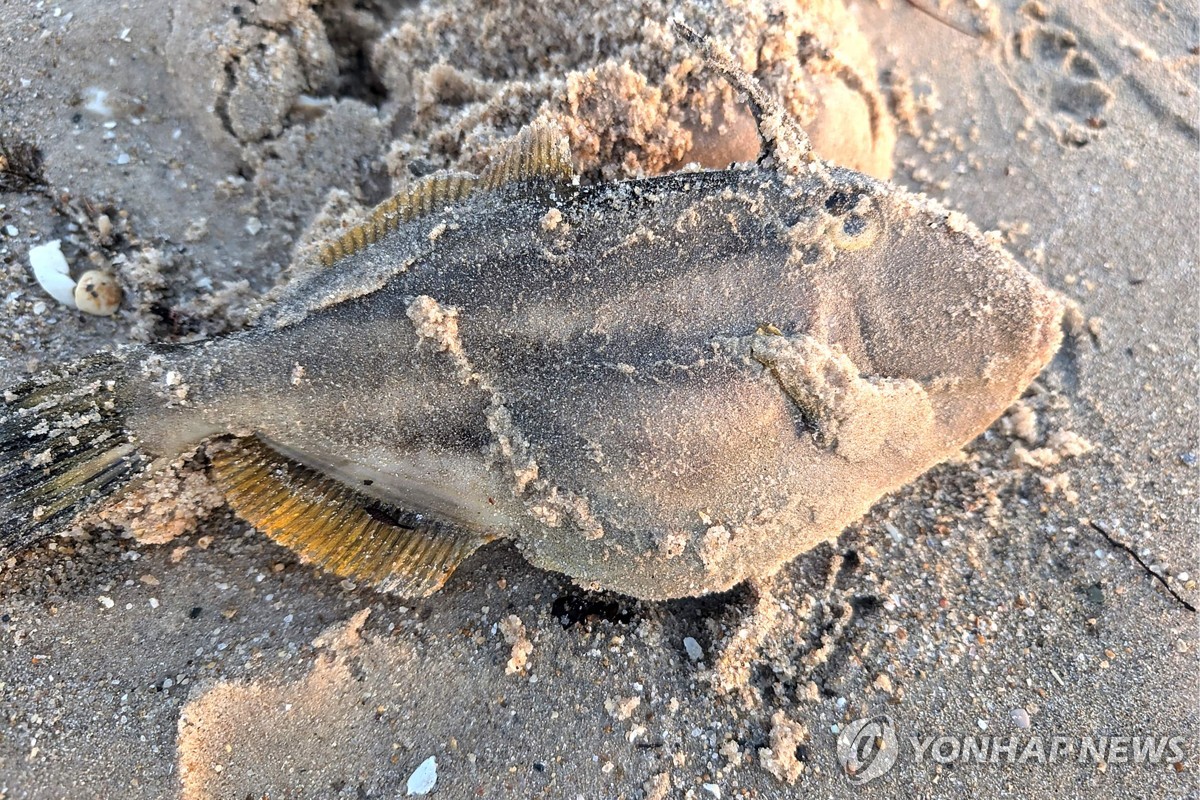 호주 해조류 이상 증식에 해양생물 200여종 '떼죽음'