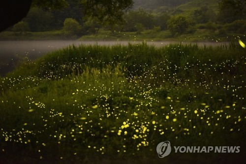 반딧불이 