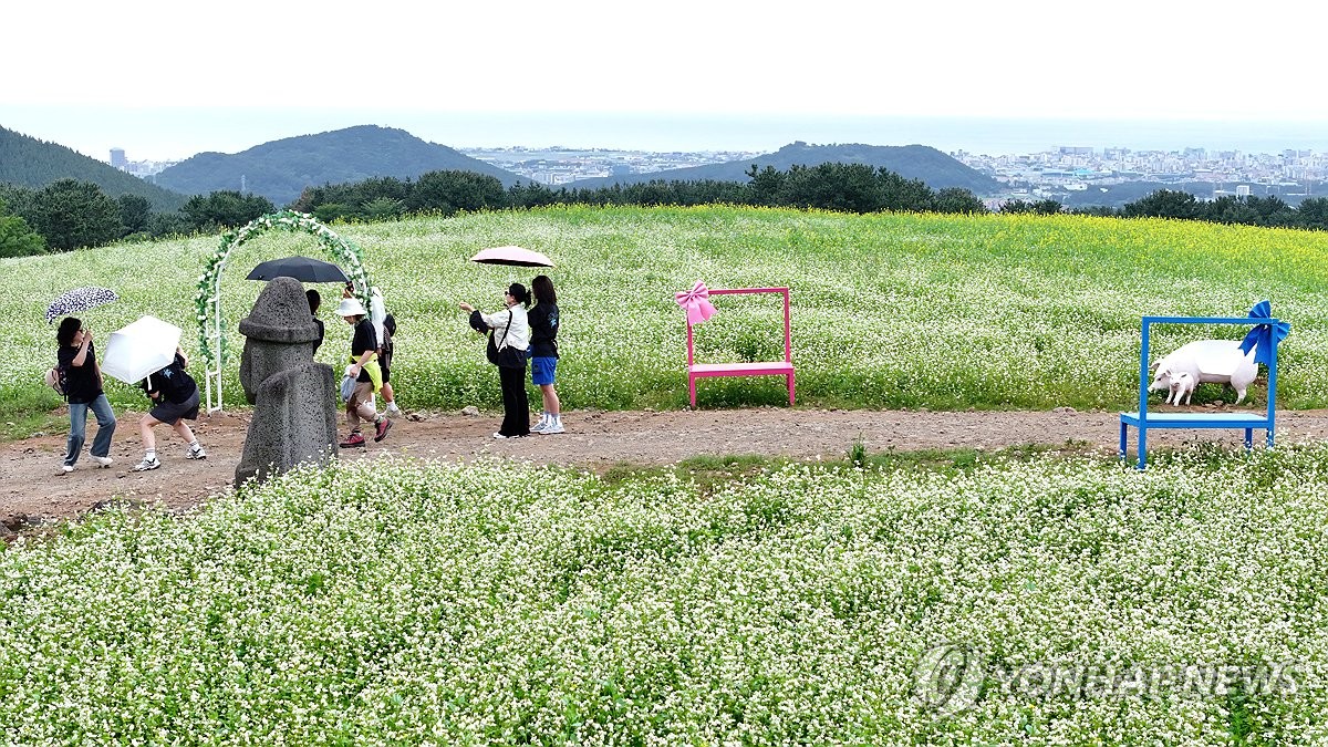 비 내리는 제주, 메밀밭의 낭만